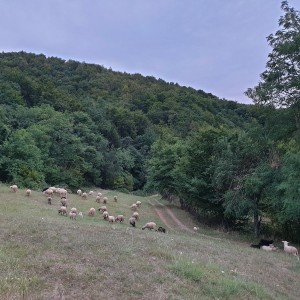 Janjci 20-30kg