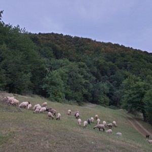 Janjci 20-30kg