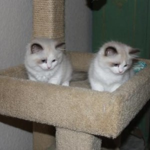 2x prekrasne ragdoll bebe