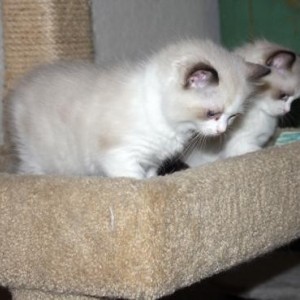 2x prekrasne ragdoll bebe