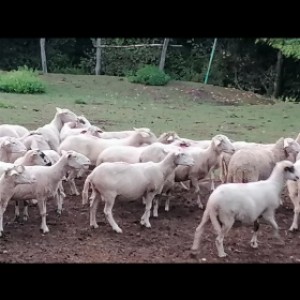Prodajem ili mjenjam bređe ovce