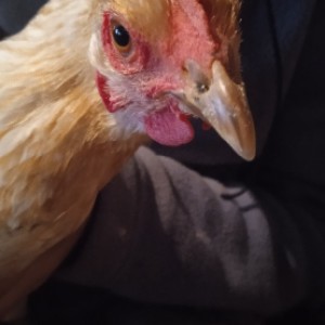 Kokoši