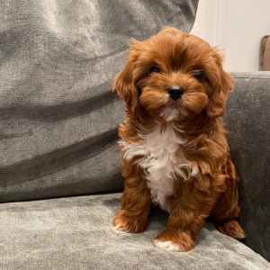 beautiful cavapoos are looking for there forever homes,