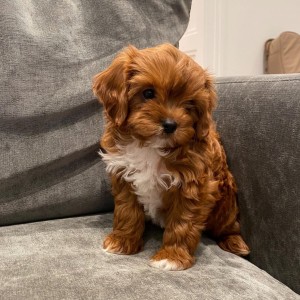 beautiful cavapoos are looking for there forever homes,