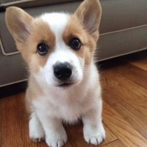 Corgi (Pembroke) štenci PREOSTALI DVA &amp; SPREMNI SAD!!!