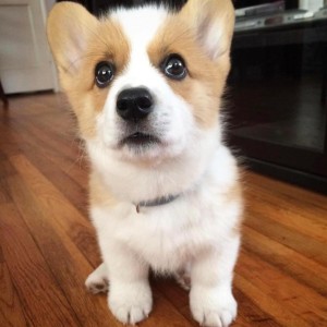 Corgi (Pembroke) štenci PREOSTALI DVA &amp; SPREMNI SAD!!!