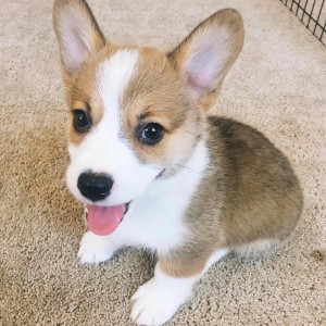 Corgi (Pembroke) štenci PREOSTALI DVA &amp; SPREMNI SAD!!!