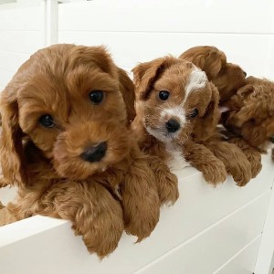 beautiful cavapoos are looking for there forever homes,