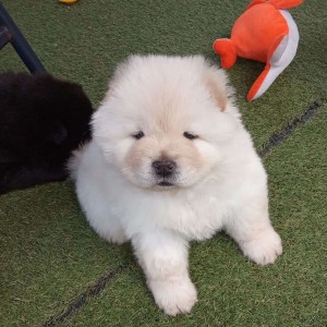 Prekrasni štenci chow chow-a