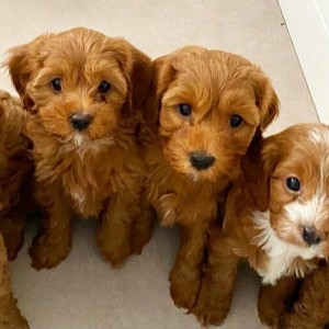 beautiful cavapoos are looking for there forever homes,
