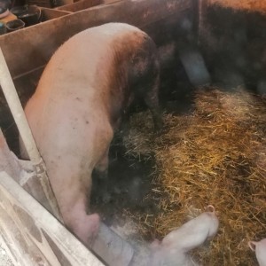 Krmača