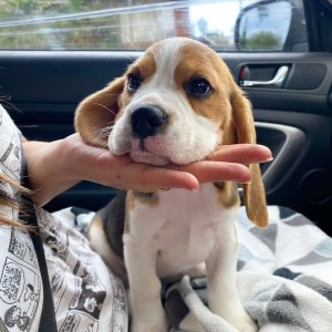 Imamo prekrasne beagle štence, dječake i djevojčice