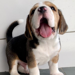 Imamo prekrasne beagle štence, dječake i djevojčice