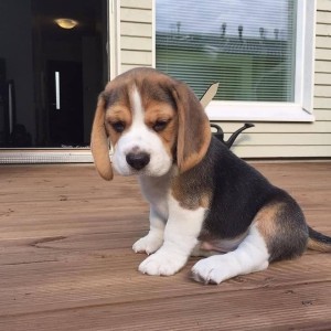 Imamo prekrasne beagle štence, dječake i djevojčice