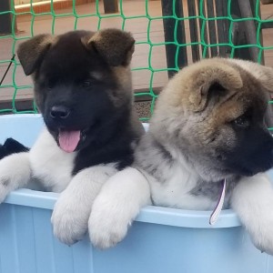Američka Akita štenci