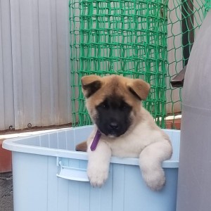 Američka Akita štenci