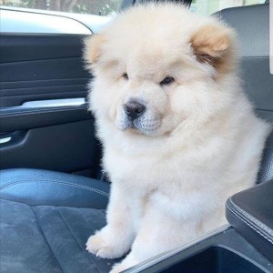 Prekrasni štenci chow chow-a