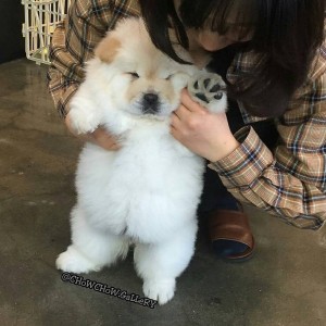 Prekrasni štenci chow chow-a