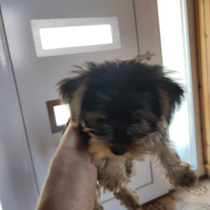 Yorkshire terrier, Jorkširski terijer, Jorki, Yorki