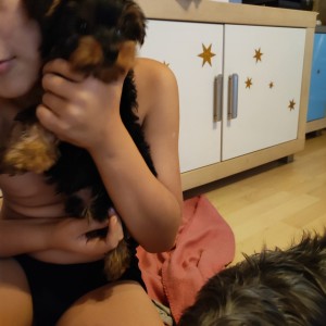 Yorkshire terrier, Jorkširski terijer, Jorki, Yorki