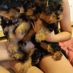 Yorkshire terrier, Jorkširski terijer, Jorki, Yorki