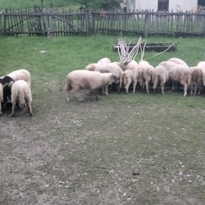 Prodaja