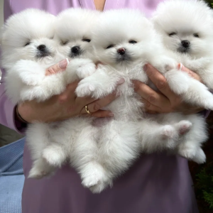 micro-Pomeranci boo