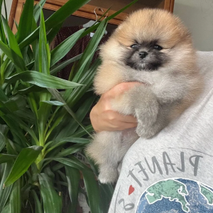 Pomeranac Boo čistokrvni i patuljasti kad odraste