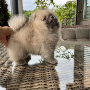 Prelepi Pomeranci