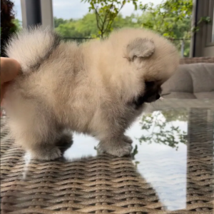 Pomeranac Boo čistokrvni i patuljasti kad odraste