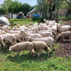 Prodajem ovce ili mjenjam