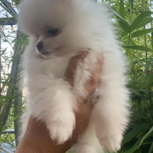 Pomeranci boo