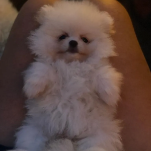 micro-Pomeranci boo