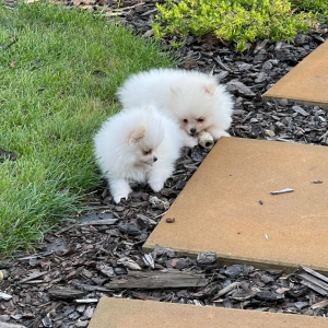 Pomeranci boo