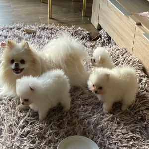 Pomeranci boo