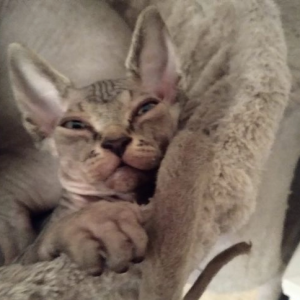Elf Sphynx mačići - Prodano