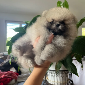 Pomeranac Boo stenci