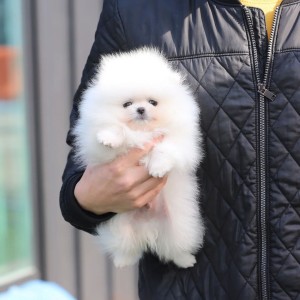 Micro Pomeranci boo