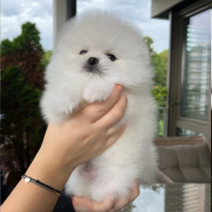 Pomeranci boo