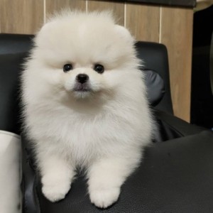 Pomeranac Boo stenci