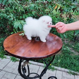Pomeranac (BOO) mužjaci i ženke
