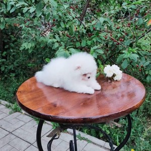Pomeranac (BOO) mužjaci i ženke