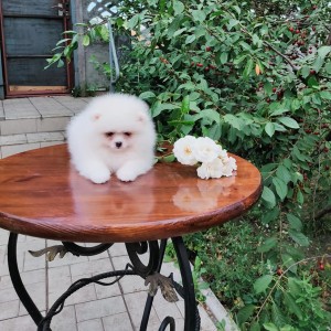 Pomeranac (BOO) mužjaci i ženke