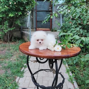 Pomeranac (BOO) mužjaci i ženke