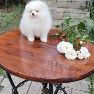 Pomeranac (BOO) mužjaci i ženke