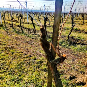 Vinograd sorte graševina - Erdut