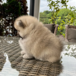 Pomeranac Boo stenci