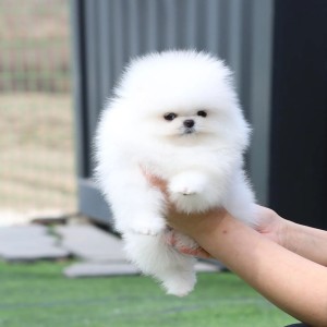 Micro Pomeranci boo