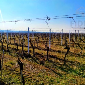 Vinograd sorte graševina - Erdut