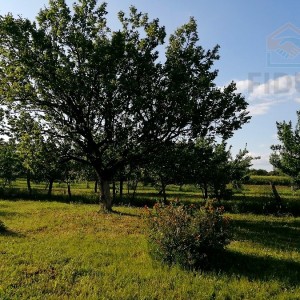 Voćnjak - Erdut